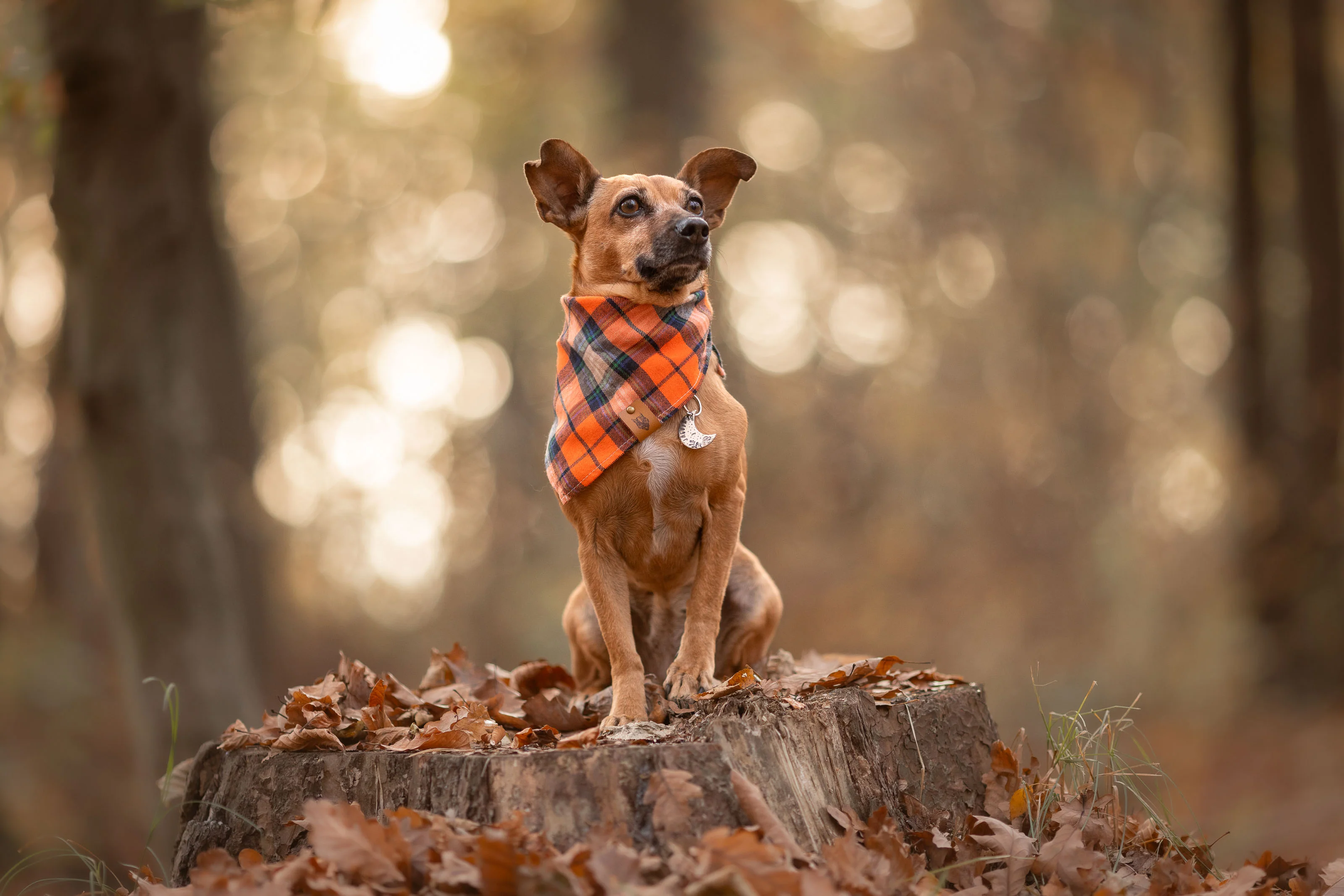 Bandana dla psa TIMBER - Image 10