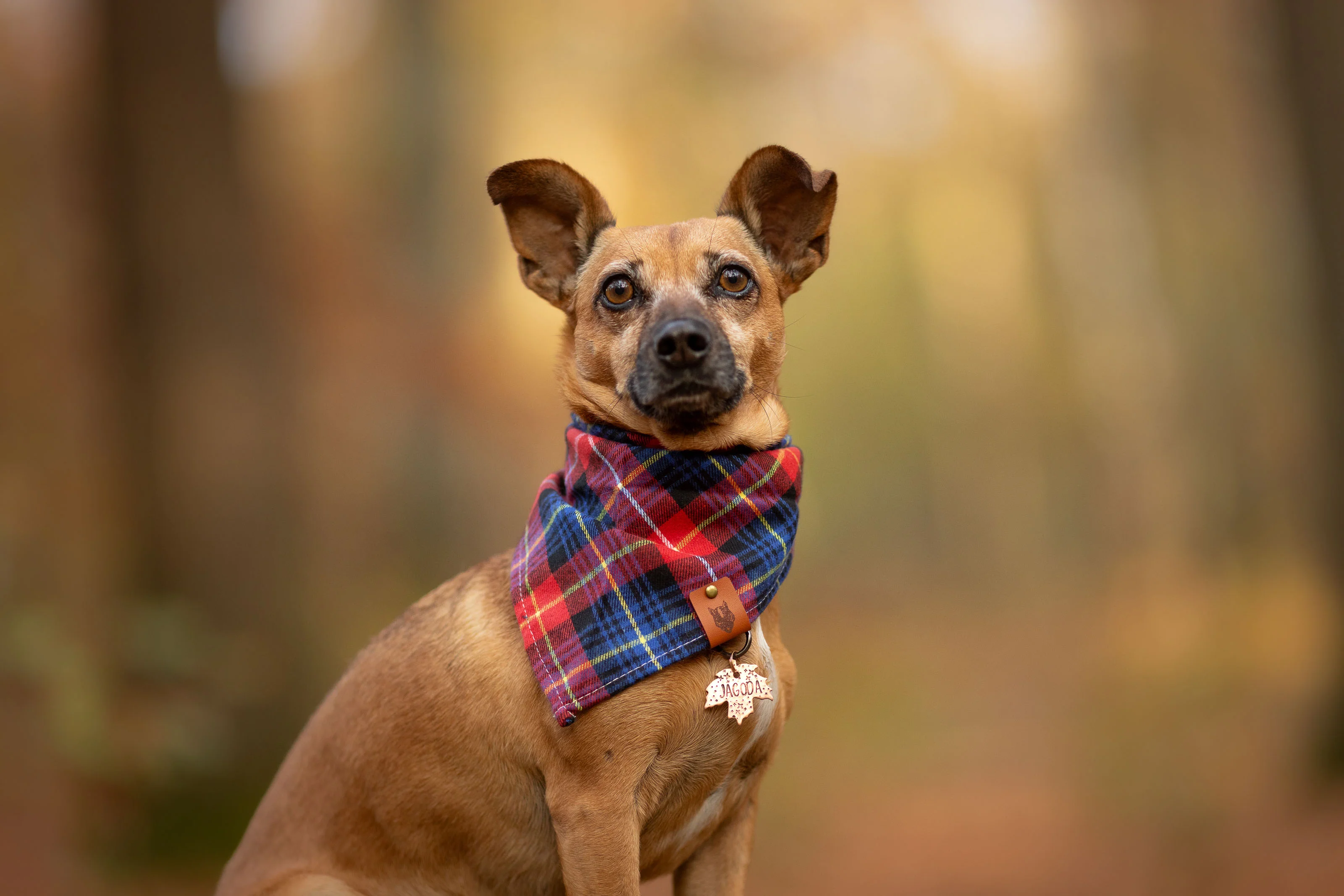 Bandana dla psa TIMBER - Image 12