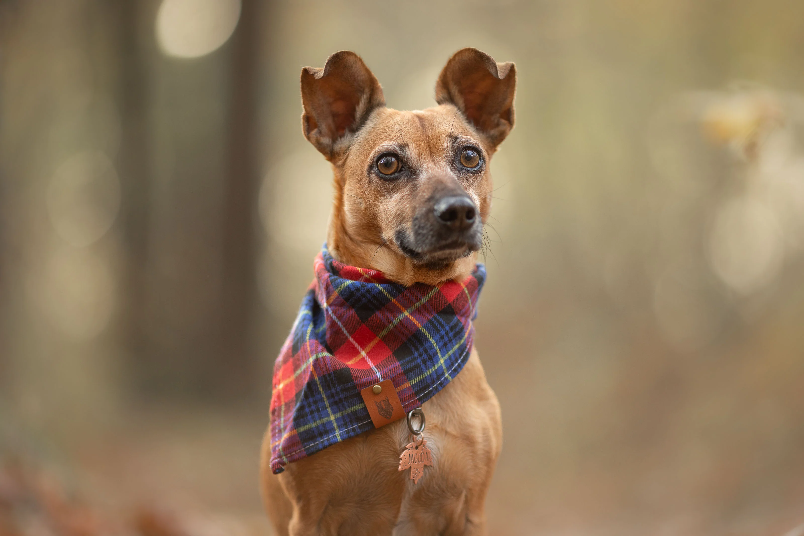 Bandana dla psa TIMBER - Image 6